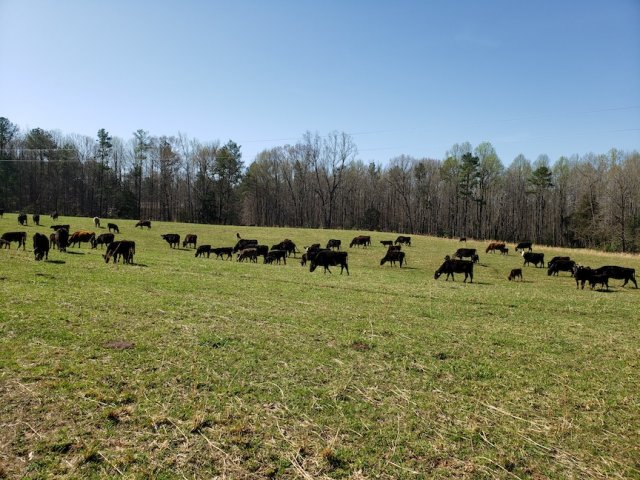 image-975515-Cows_c-aab32.w640.jpg
